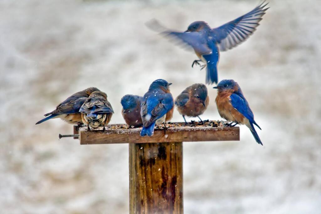 Bluebirds Nest 10 Min To Avl Biltmore Hot Tub Cont Bkfst Sparkling Water Эшвилл Экстерьер фото